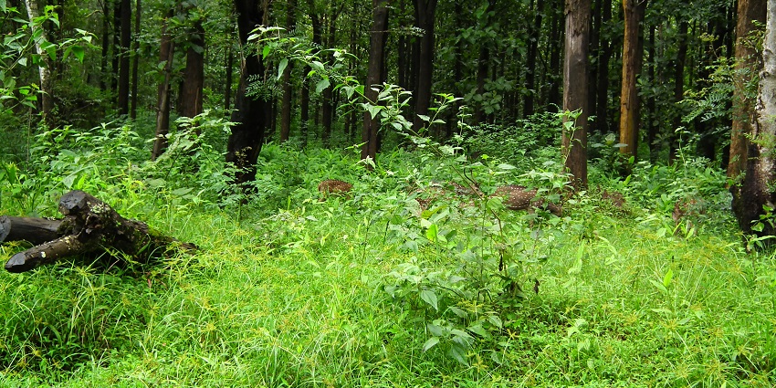Image of the Nagarhole National Park, Coorg, among the best places to visit in South India in January.