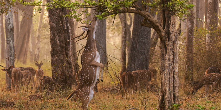 Witness diverse wildlife up close at the best jungle safari in India
