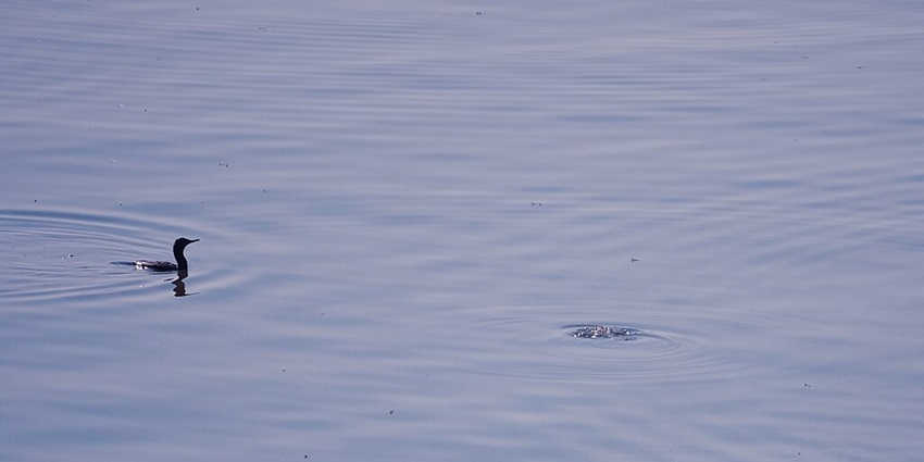 Duck swimming in the calm water body of a lake in Rajasthan and a ripple on the right
