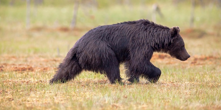 An Image of a black bear similar to those found in Namdapha Wildlife Sanctuary.