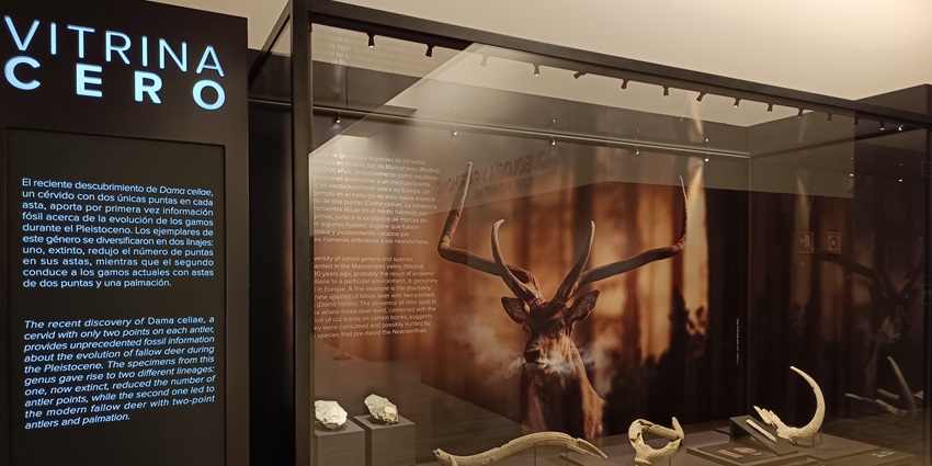 Important fossils showcased at the National Archaeological Museum in Madrid, Spain.