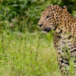 A leopard present at one of the national parks in India