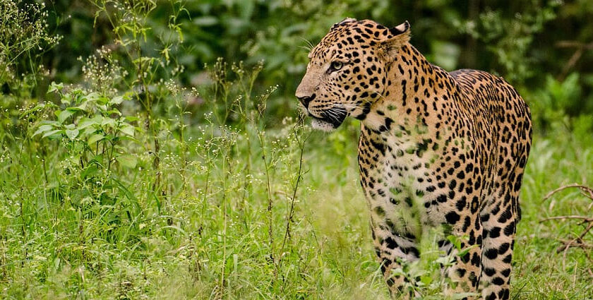 A leopard present at one of the national parks in India