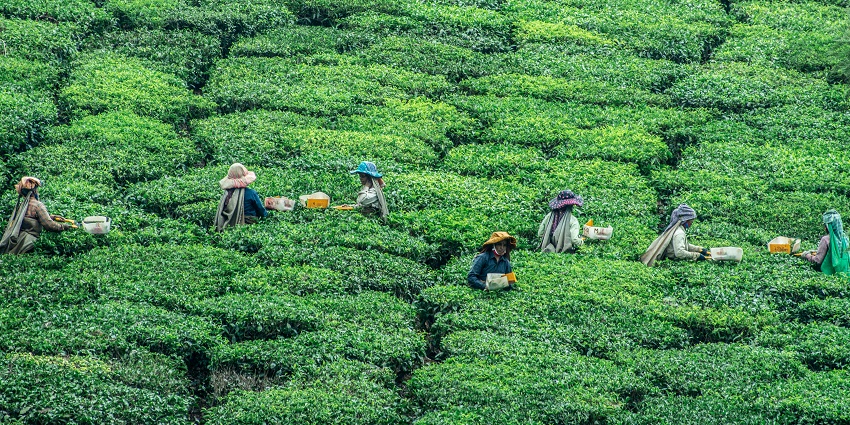 A view of Nelliyampathy Hill Station featuring lush green hills and a tranquil atmosphere.