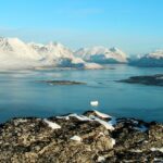 An image of a polar bear in the Northeast Greenland National Park, a famous place in Greenland.