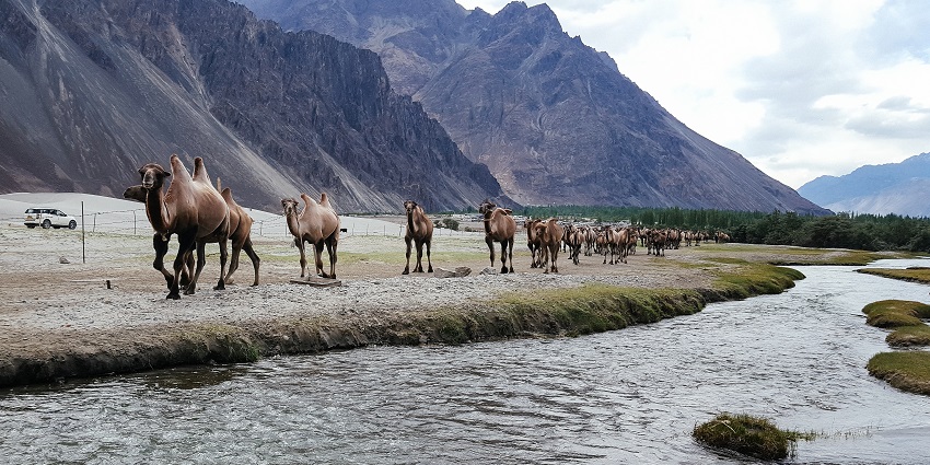 Camels walking near the river at Nubra Valley, the best place for Leh Trekking