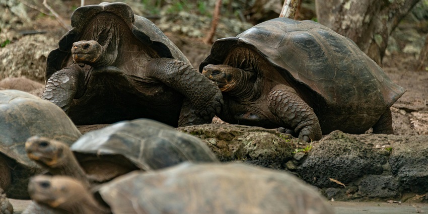 Unique wildlife experience witnessing majestic giant tortoises roaming freely in their natural habitat.