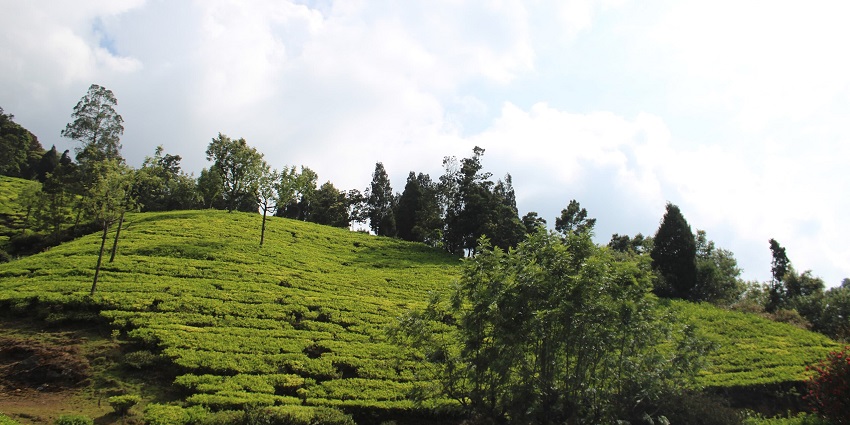 An image showing the gardens of Ooty, one of the places to visit in South India in March.
