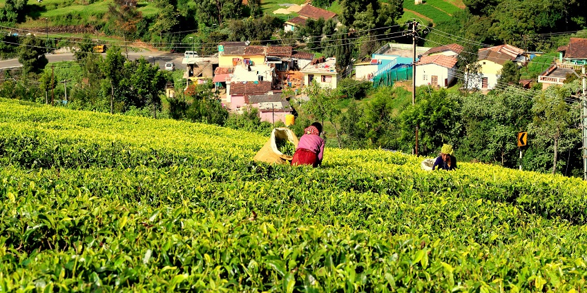 A beautiful view of the tea gardens along the hill ranges in Ooty.