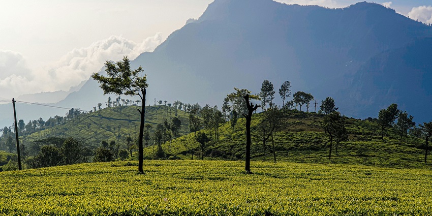 An image showing Ooty in India, one of the best hill stations in Western Ghats, known for its views