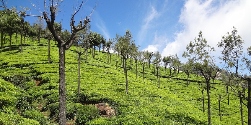 An image of Ooty, known as Queen of Hill Station, one of the most heritage places in India.