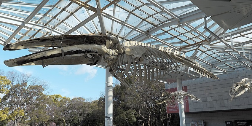 Osaka Museum of History offers insights into Japan’s past and exhibits on Osaka’s heritage