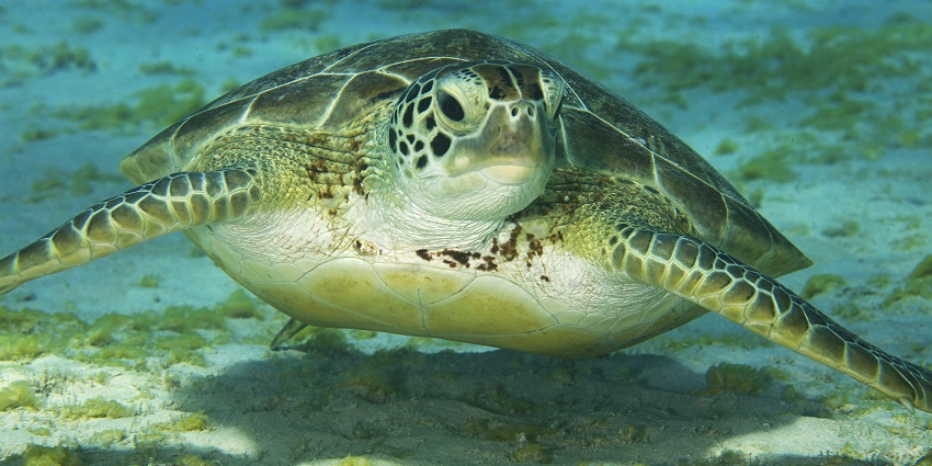 Scenic snapshot of the slat water turtle swimming in the ocean near the coast