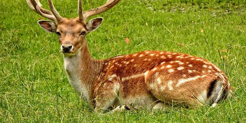 Image of a beautiful beer roaming freely in the Shiretoko National Park.