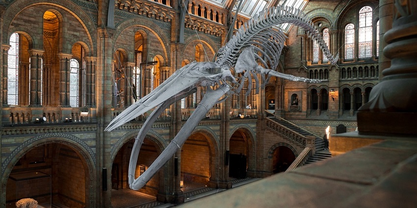 Thrilling image of the Dinosaur skeleton in the Museum in India