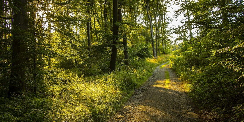 An image of the Leopard Trail, a top trail while trekking in Aravali Hills, Gurgaon