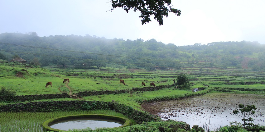 Scenic snapshot of the lush green landscape laden with the dense trees