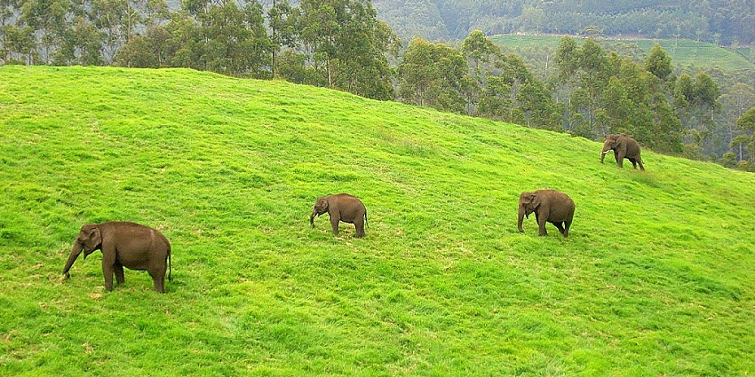 Snapshot of the Wild elephants roaming freely in the meadows in Munnar, Kerala