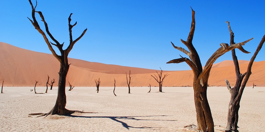 Beautiful image of the sub Saharan Desert and the dried trees standing in the Desert