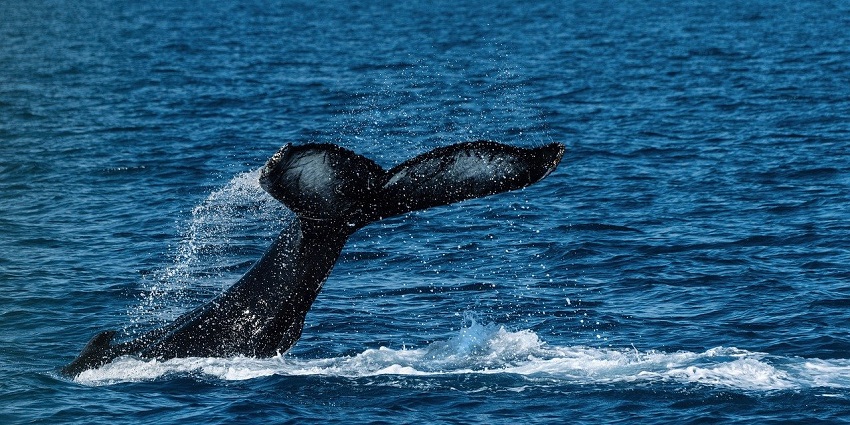 An image of a whale in the Northeast Greenland National Park located in Greenland.