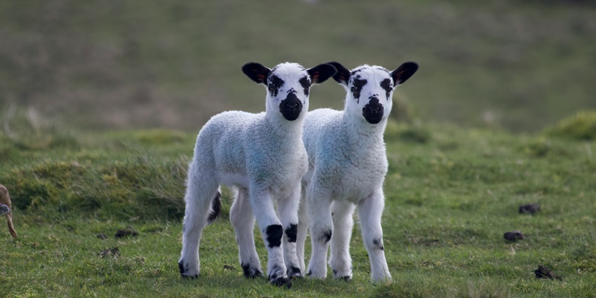 Image of couple of sheep standing at Peak District National Park during day time view
