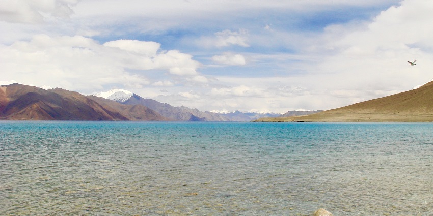 Pangong tso with a bird flying, clear water, small rocks in the lake and distant mountains