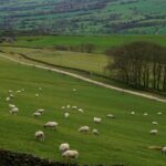 Peak District National Park features scenic trails and unique birds, making it a perfect getaway