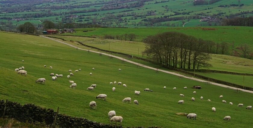 Peak District National Park features scenic trails and unique birds, making it a perfect getaway