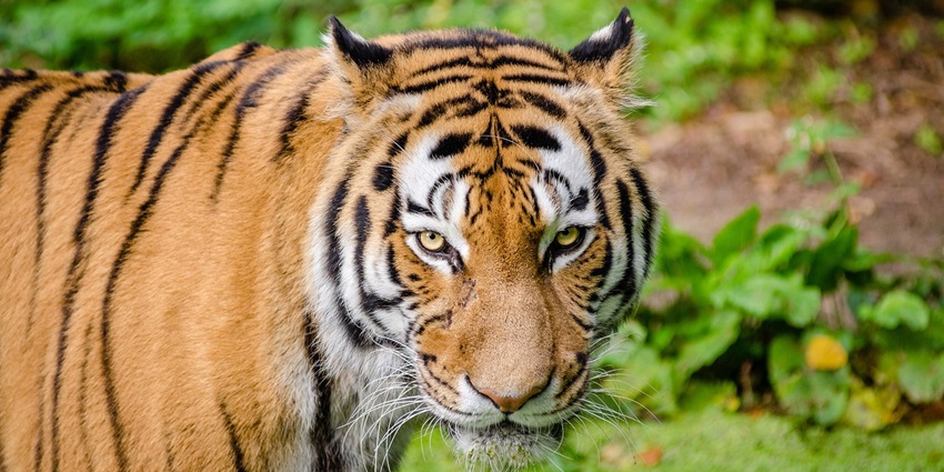 An image of a tiger in Peechi Vazhani Wildlife Sanctuary, a famous wildlife sanctuary in South India.