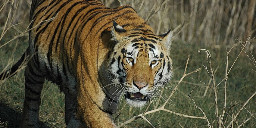 An image of Pench National Park, one of the wildlife sanctuaries for royal Bengal tigers.