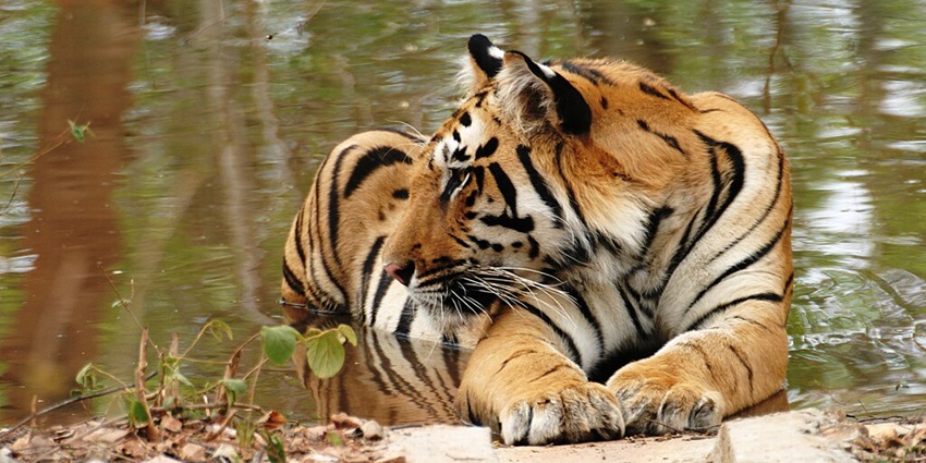 An image of Pench Wildlife, one of the destinations for tiger sightings.