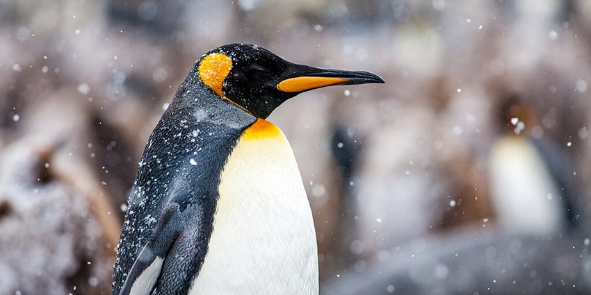 An image of a King Penguin enjoying snowfall at Gold Harbour in South Georgia Island