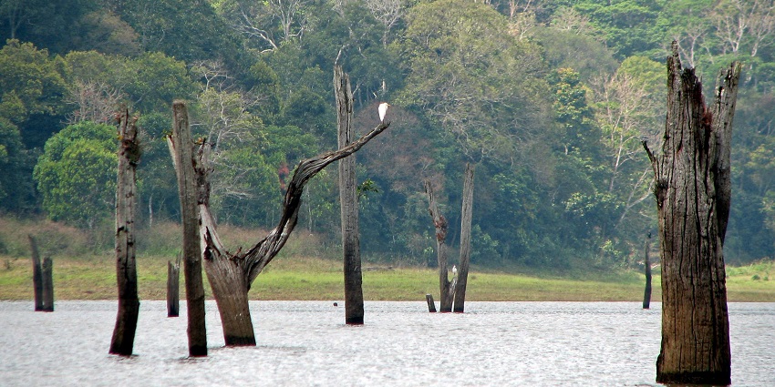 An image of Periyar Lake in Periyar National Park, one of the biggest jungle safaris in India.