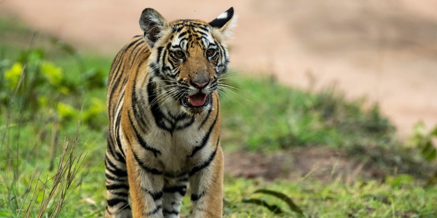 Explore the serene wilderness during the morning and afternoon safari in the park.