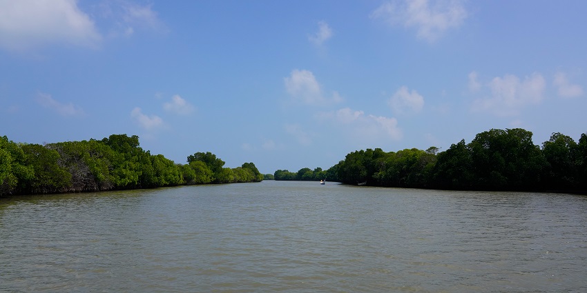 An image of the Pichavaram Mangrove Forest near the Veeraman lake in Tamil Nadu