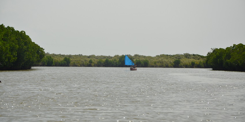 Pichavaram mangrove lake with people sitting on a boat surrounded by dense greenery.