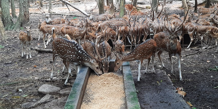 A picture of a herd of deer eating foliage at the Hijli Eco Park with lush greenery all around the park
