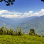 An amazing scenery of a tea plantation in Sikkim , a good place to visit in East India