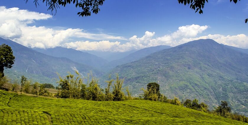 An amazing scenery of a tea plantation in Sikkim , a good place to visit in East India