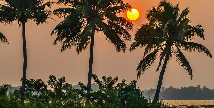 Beautiful view of the backwaters in Kerala during sunset with the coconut trees in sight.