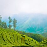 An image of Munnar Top, one of the best places to visit in summer in India with friends