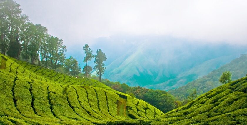 An image of Munnar Top, one of the best places to visit in summer in India with friends