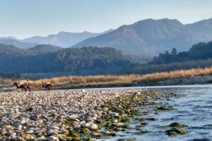 Explore Kosi River, one of the best places to visit near Ramnagar.