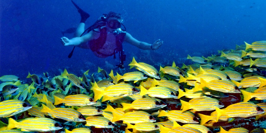 Scuba diving in Cuba with turquoise waters, and marine life
