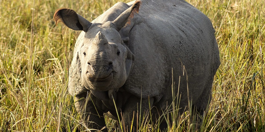 Image of a rhino in Pobitora, among the famous wildlife sanctuaries in North East India
