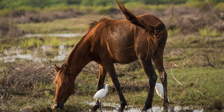Image of a horse spotted in point calimere kodiyakarai - one of the brackish lakes in India