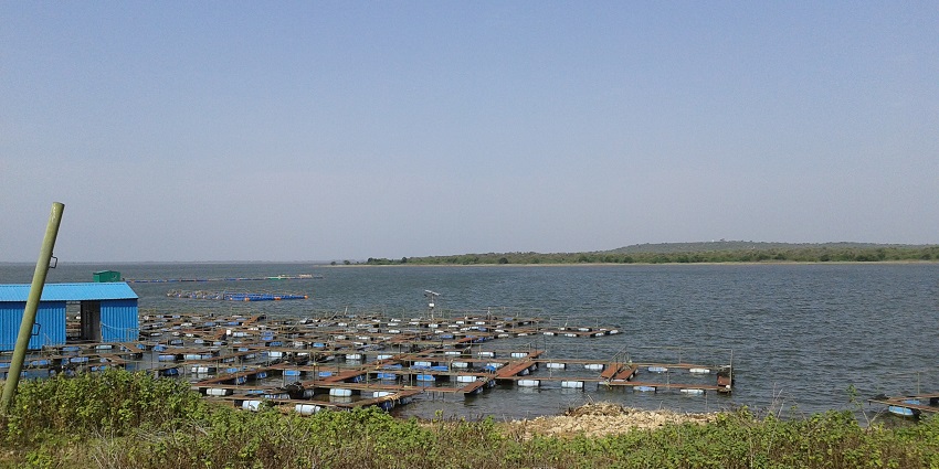 A floating structure near the banks of a calm Poondi Reservoir in Tiruvallur District.