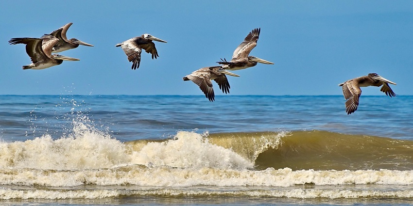 Birds flying in the golden hour at one of the beaches in Lisbon.