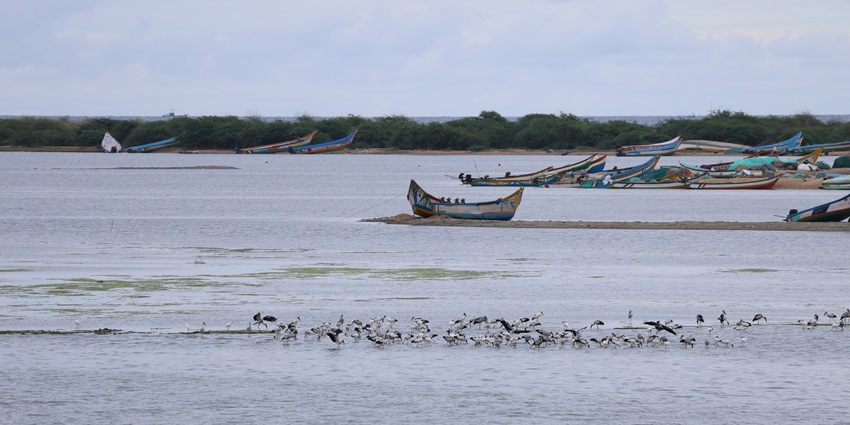 A graceful placid surface of lakes in Chennai showcasing the richness of the city's biodiversity