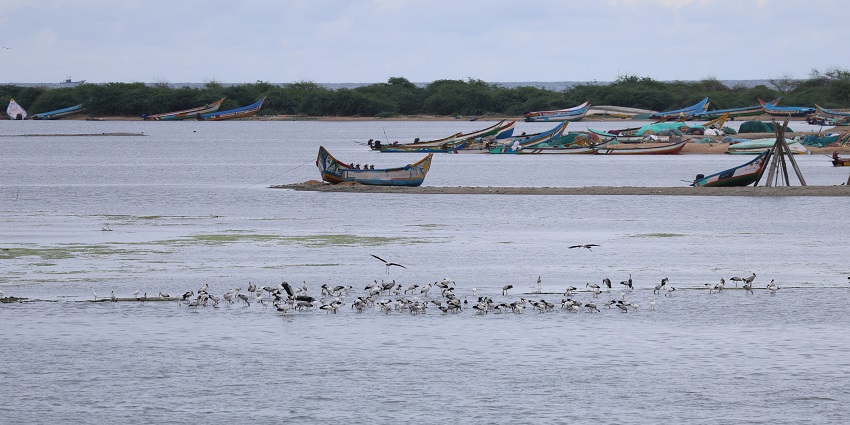 Pulicat Lake with several birds on the lake and multiple boats parked near the water.